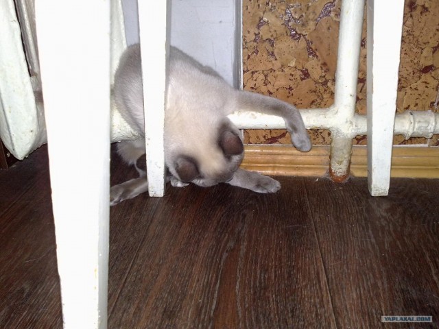 Начинаем котовторник!