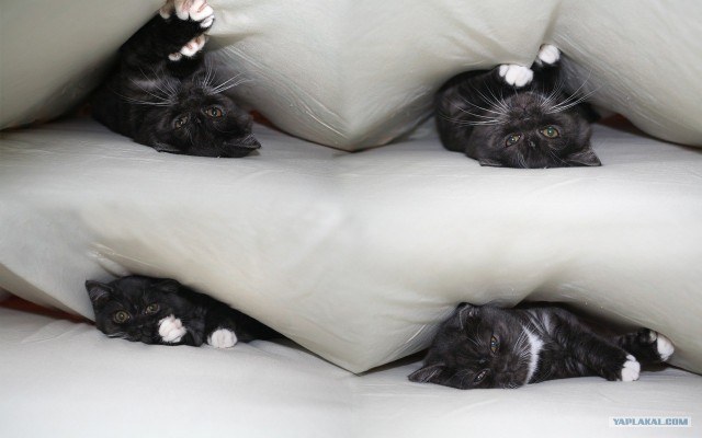 Котовторник  07.06.11