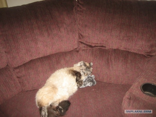 Сонный Котовторник