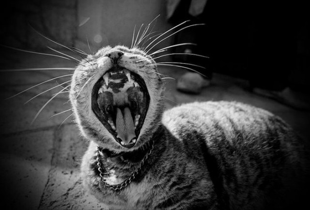Котовторник! 11.10.11