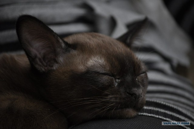 Котовторник (31.01.2012)