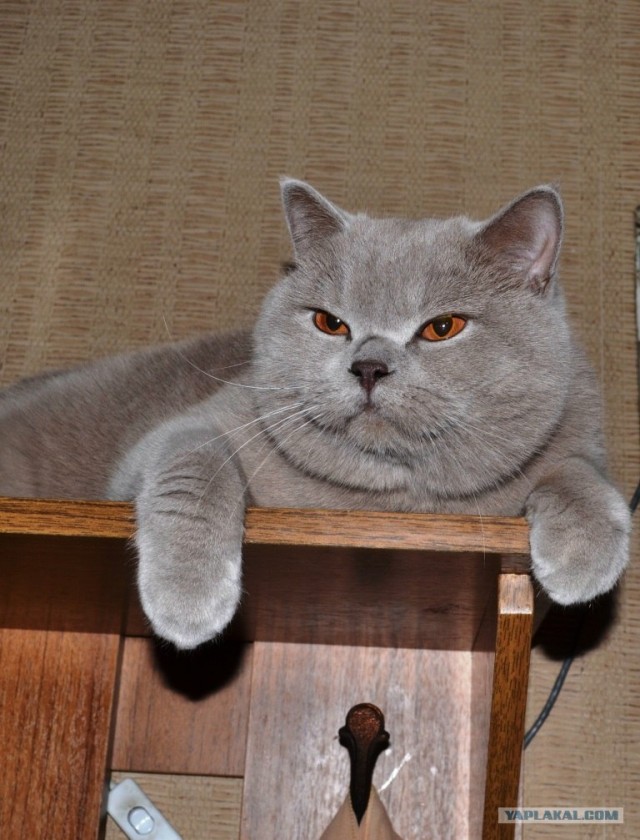 Котовторник 20.03.2012