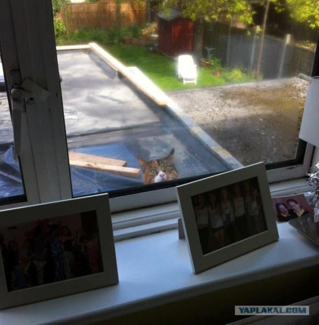 Договаривайтесь заранее - Какое окно..