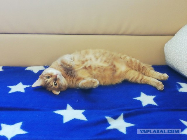 Подборка картинок с котами и про котов