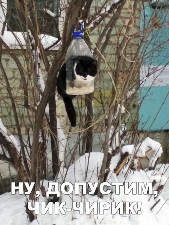 Нестандартный юмор