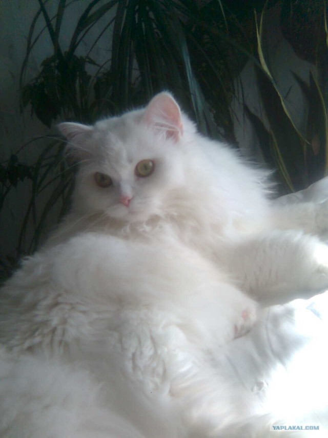 Котовторник 30.10.2012