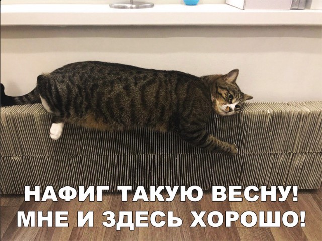 Забавные фото котеек