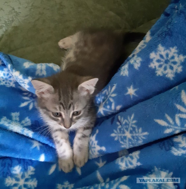 Котики-шпротики!)))