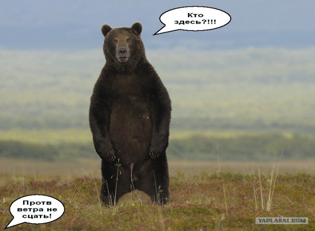 "Смелый" мишка