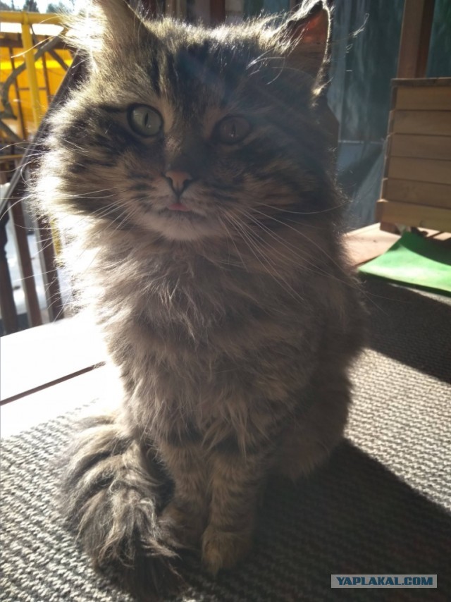 Дом мой. Кот не мой: 15 случаев, когда коты нагло вламывались в чужие дома