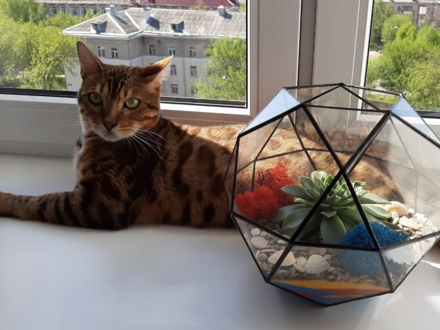 Моя красотка