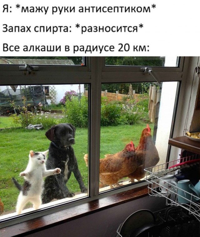 Алкопост 22.01.21