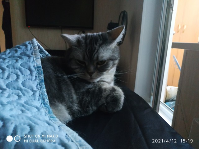 Котовторник же!