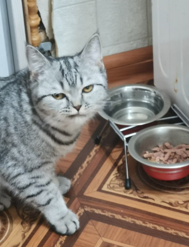 Теперь только этот корм