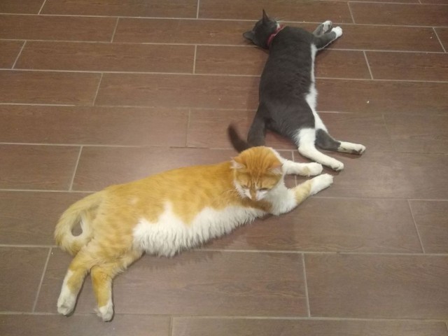 Коты в США - 2