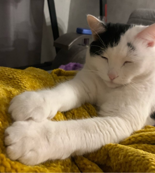 Разные котики