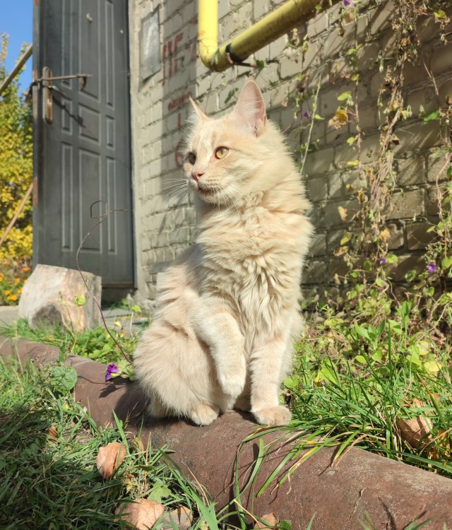 К котовторнику