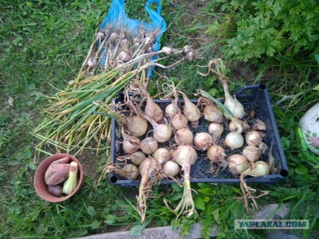 Дача (Хвастаемся). Не продаётся. Просто показываю. Красивое! Вспомним лето перед зимой