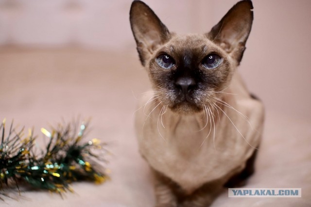 Вторник. Котэ. Пора