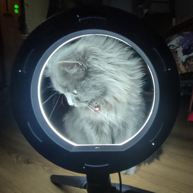 Котовторник. Февраль