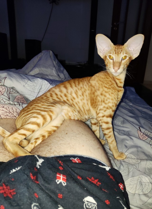 Кот, который смог
