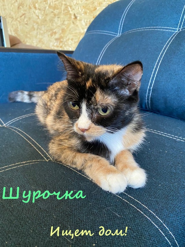 Жизнь домашнего приюта "Котоленд" 328