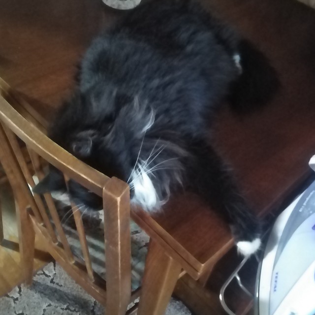 Котовторник 19.07.22