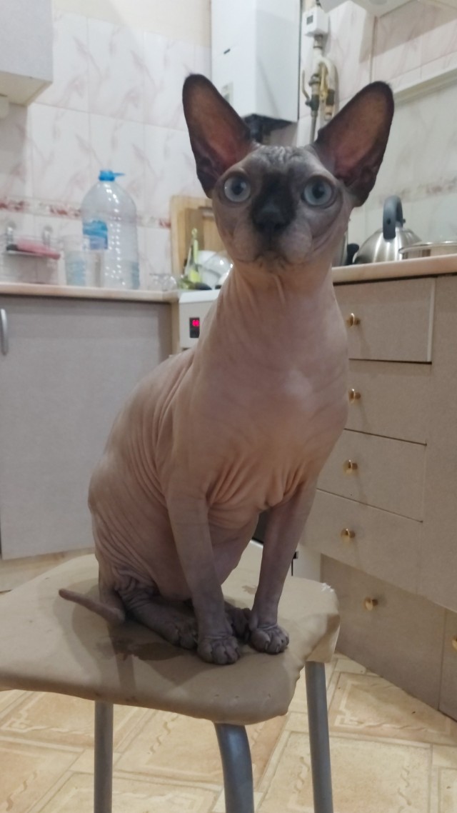 С Котовторником вас! Зовут Чеса!