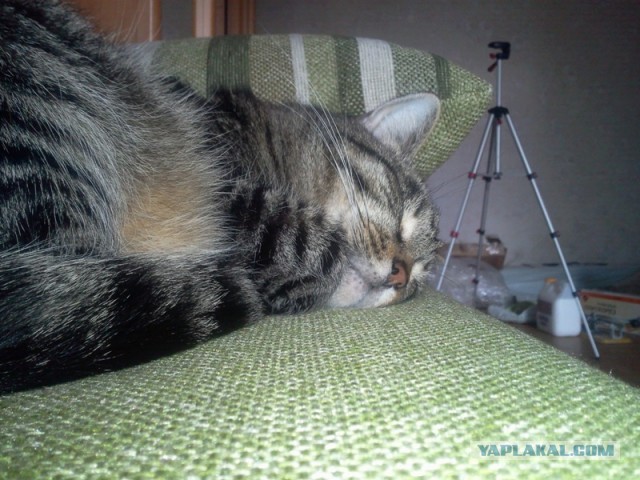 Котовторник  19.03.2013