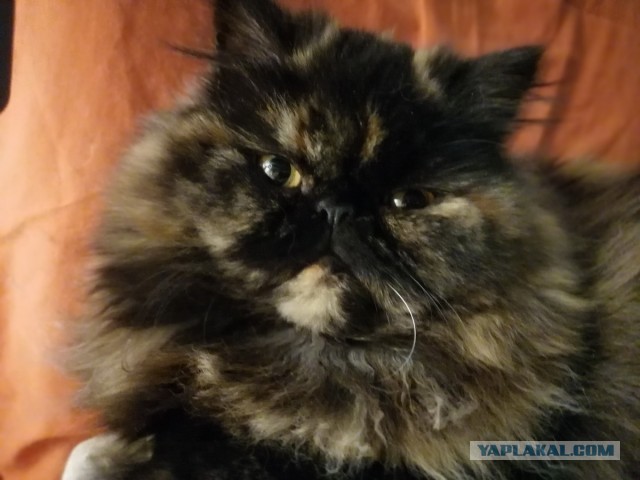 Начинаем котовторник.