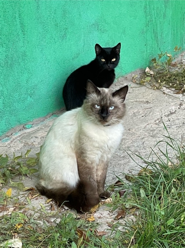 Коты-работяги