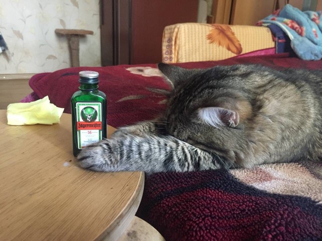 Самый грустный кот в мире