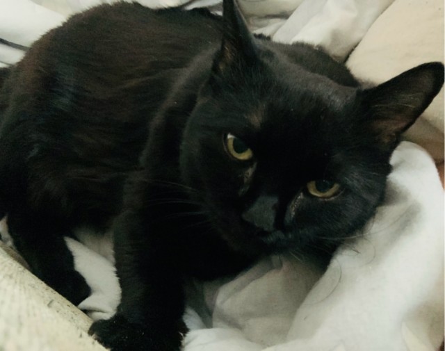 Чёрные коты не такие