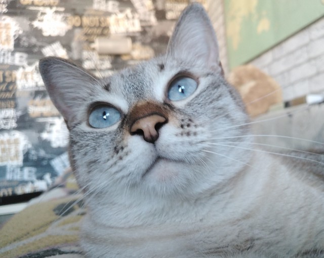 Кошка из Игры престолов