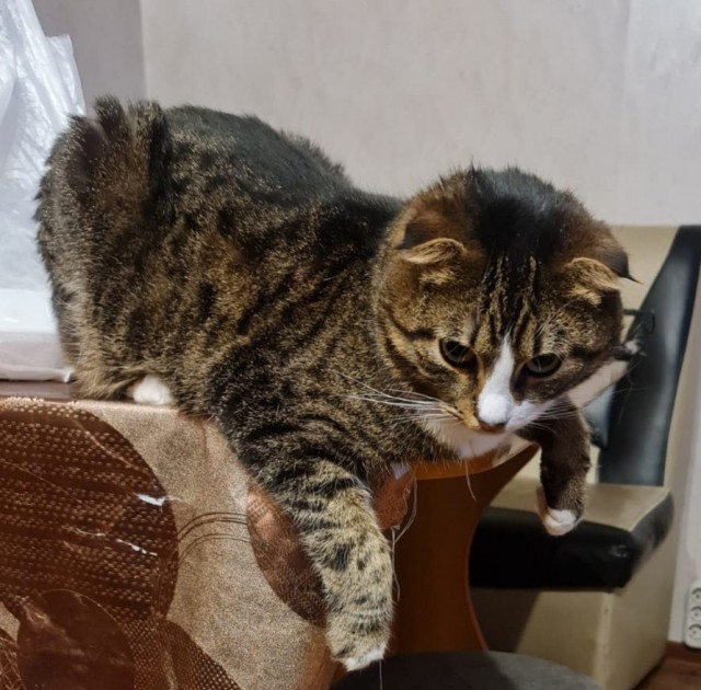 Котовторник