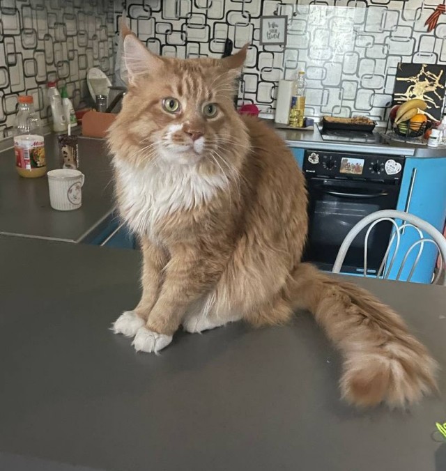 Котофторниг