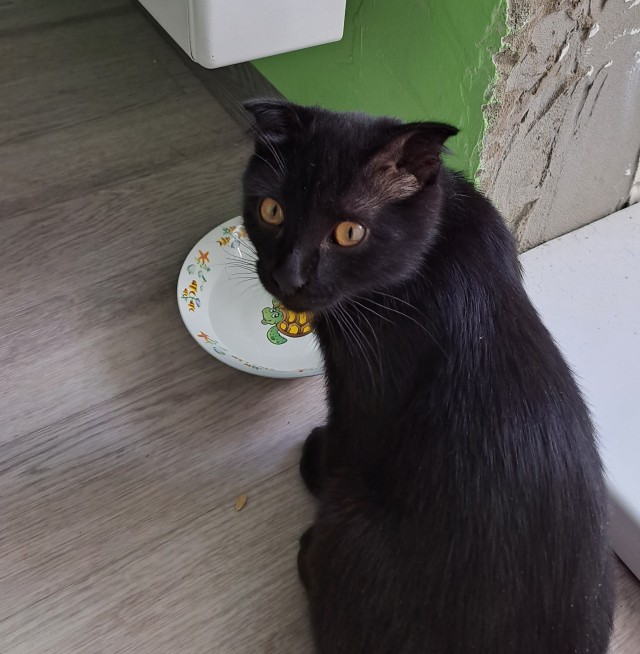 Кошак