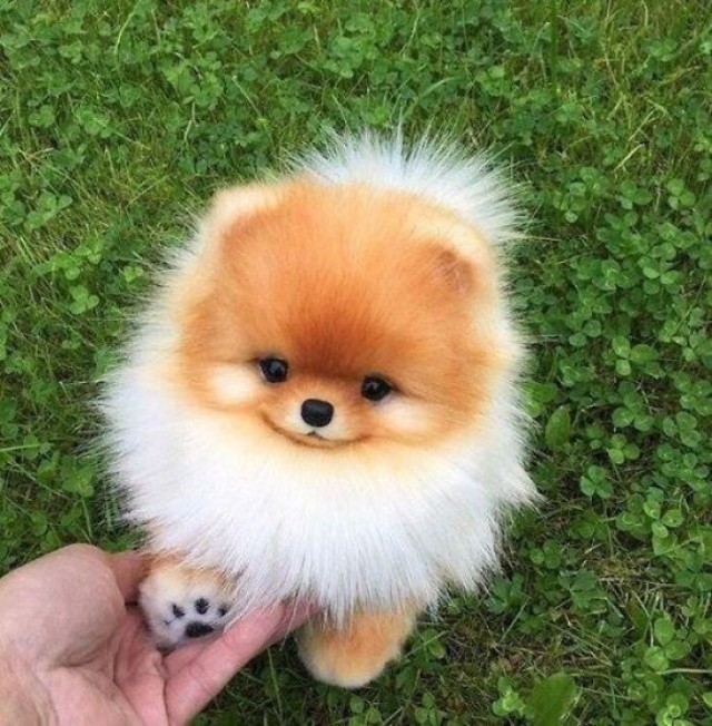 Няшные Щенки