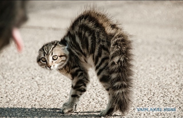 Ну чё ты, давай по-мужски поговорим