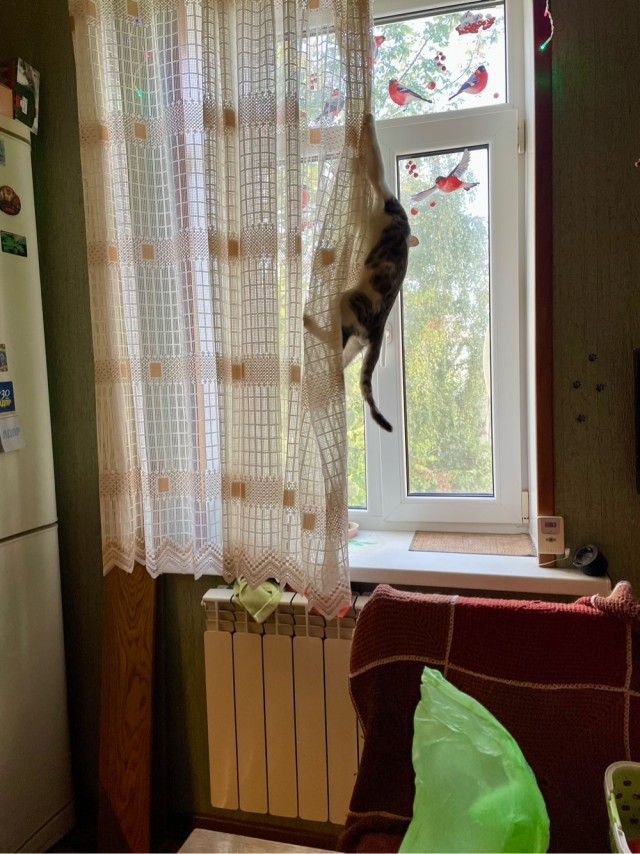 А морда довольная-довольная