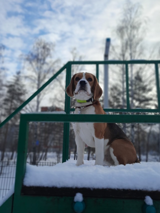 К Собакочетвергу - Два друга