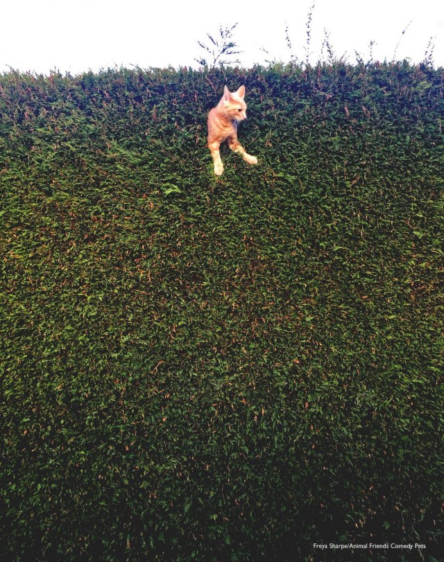 12 самых смешных котов в истории комического конкурса Comedy Pet Photography Awards