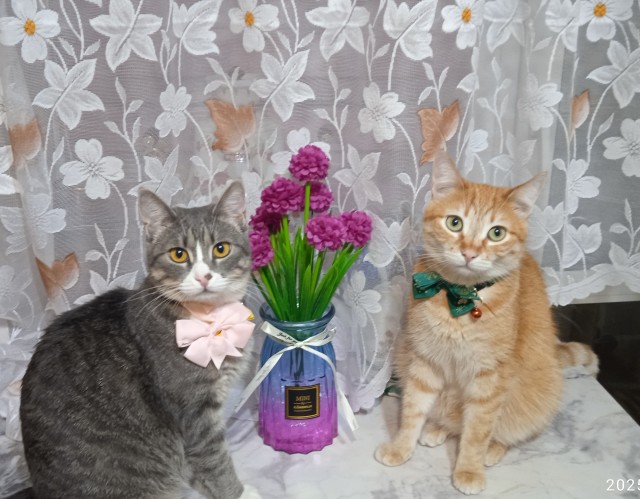 1 марта - день котов и кошек