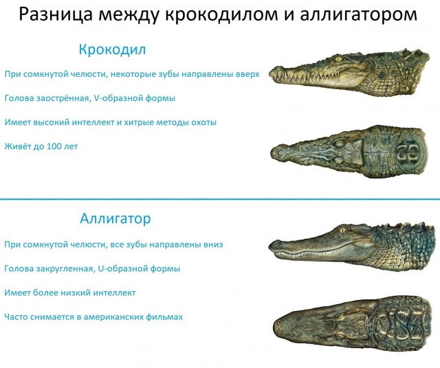 Южная Флорида, разборки рептилий