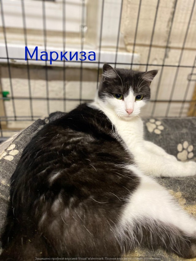 Жизнь домашнего приюта "Котоленд" 520