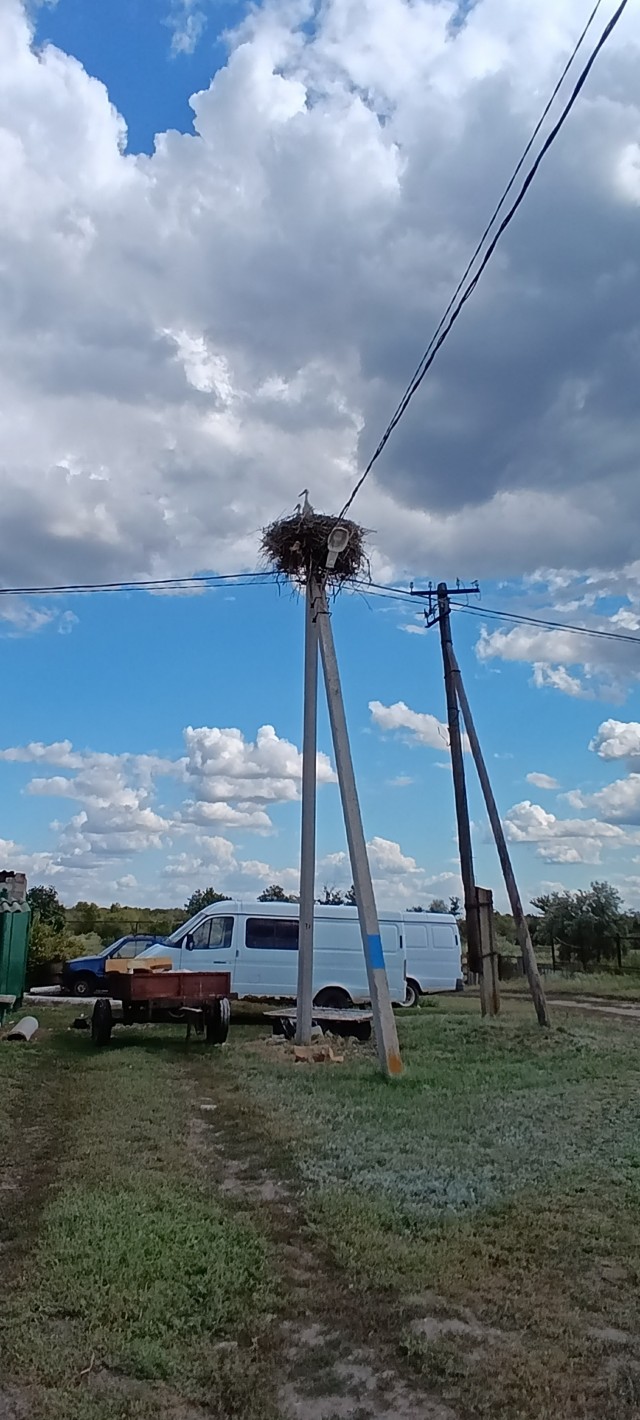 Земля слухами полнится! Вот птичье радио ему подсказало, где искать спасение и тепло!