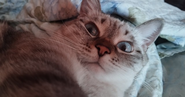 Последний котовторник в этом году братцы.