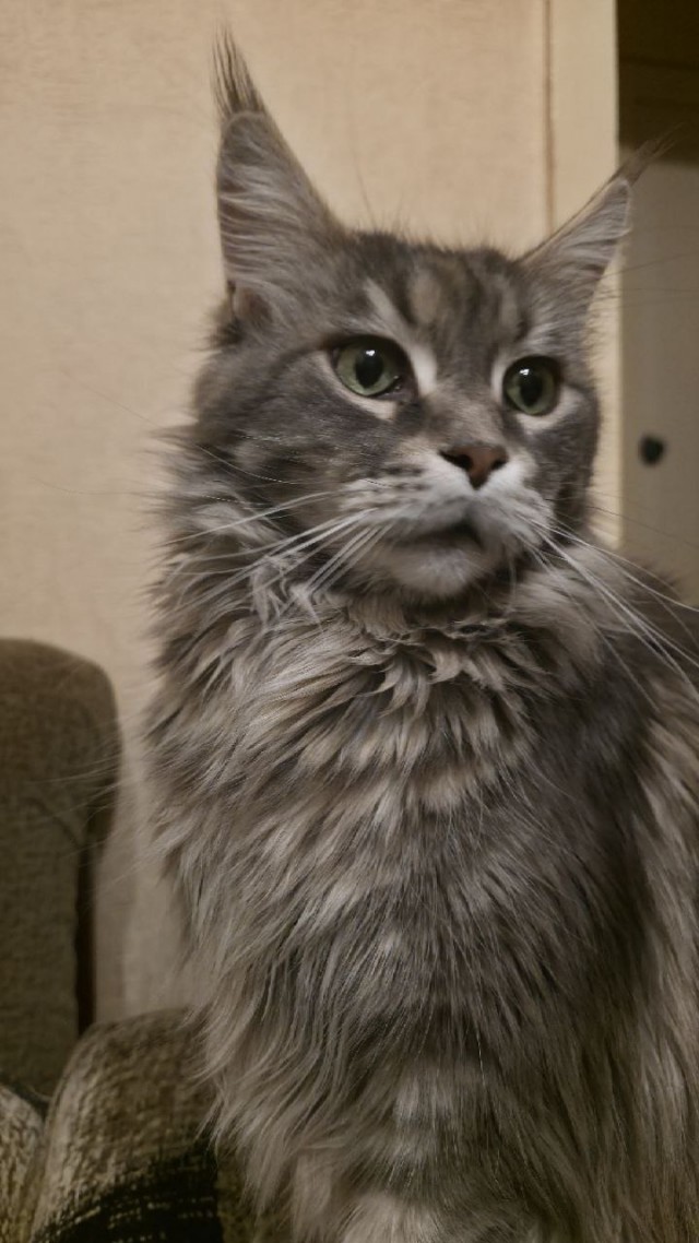 Вот и мой кот