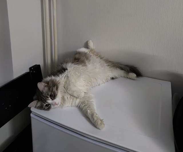 Спят усталые котейки