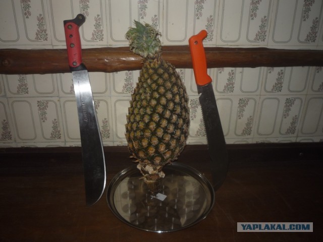 Не Сочи в противовес Египту, Турции и пр